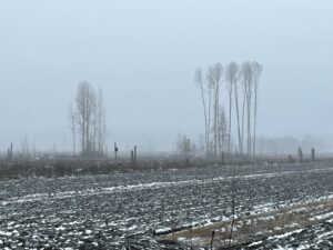 Bare trees in a snowy field under a hazy sky