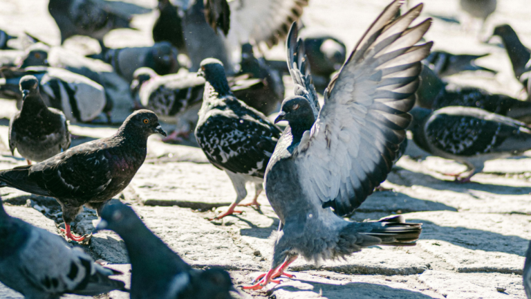 Pigeons rassemblés au sol en ville, dont un en train de déployer ses ailes