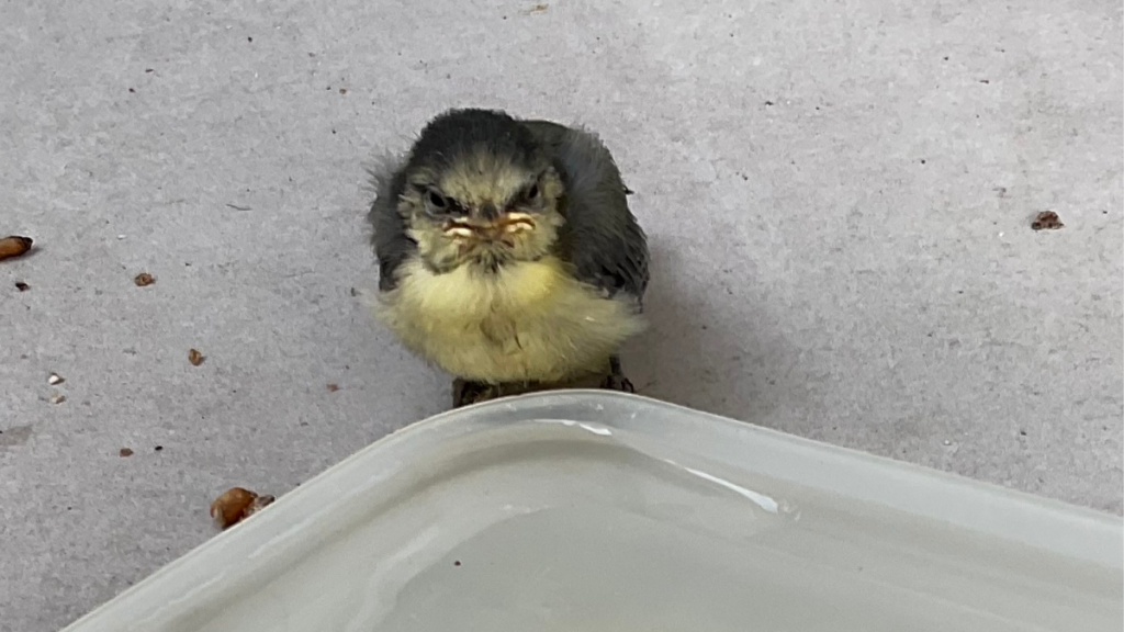 Oisillon posé au sol près d’un récipient d’eau sur un balcon en ville