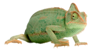 Caméléon vert à l'air contrarié illustrant la résistance au changement dans un article sur les difficultés à accepter le changement.