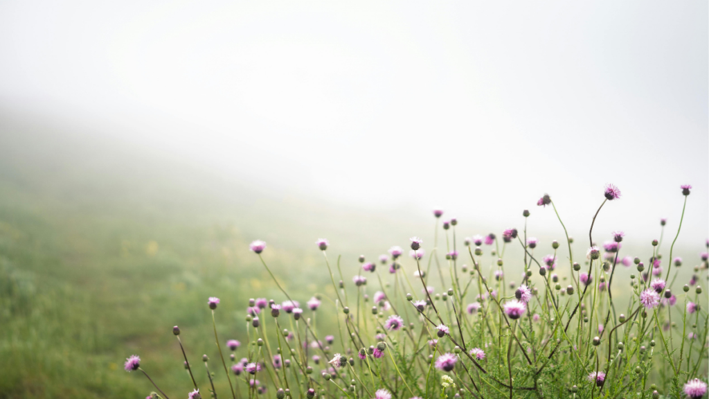 Fleurs roses émergeant d’un paysage brumeux